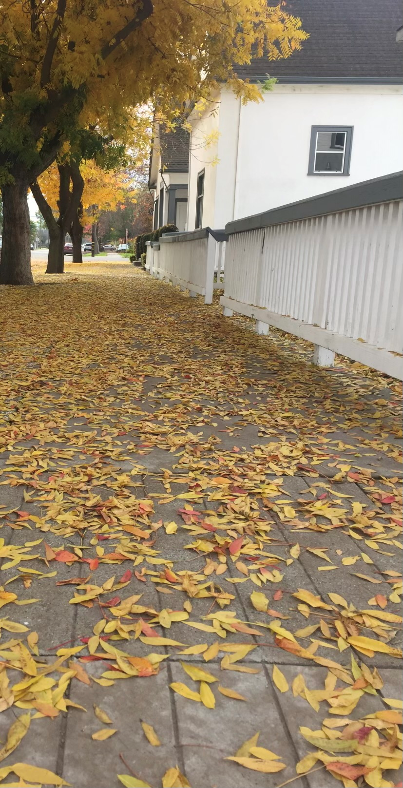 Sidewalk with fall leaves